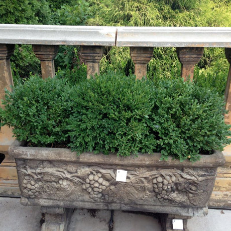 Korean Boxwood