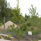 Triumph Elm Tree