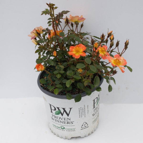 Oso Easy&reg; Paprika Rose