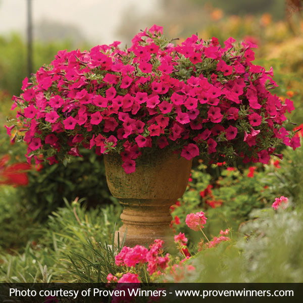 Supertunia Vista&reg; Fuchsia Petunia