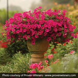 Supertunia Vista&reg; Fuchsia Petunia