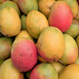 Haden Mango Tree