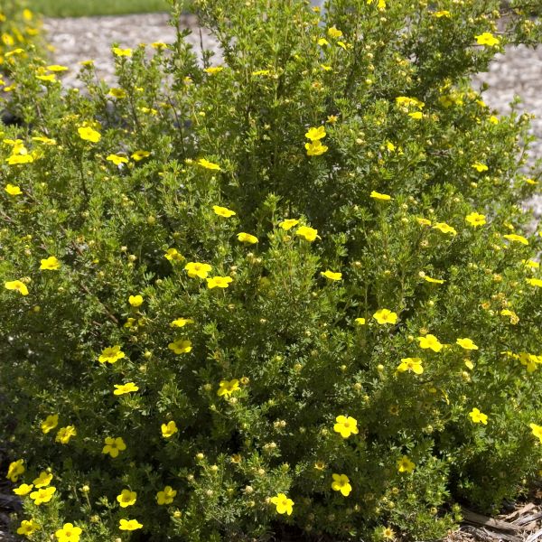 Gold Drop Potentilla