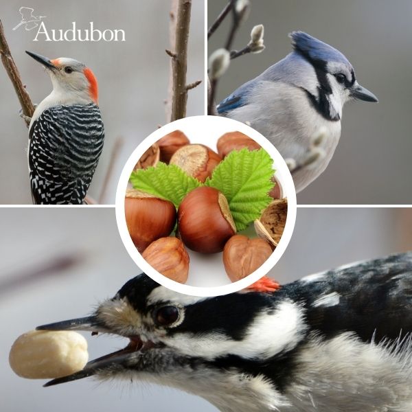 Audubon&reg; Native American Filbert