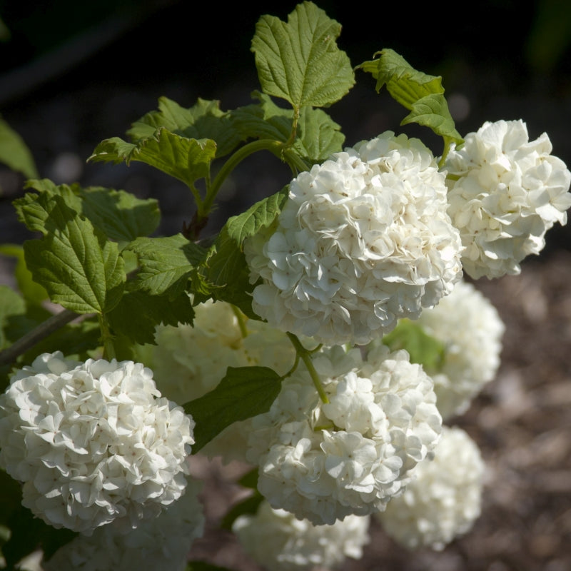 Common Snowball Viburnum