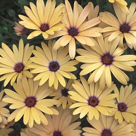 Lemon Symphony Daisy