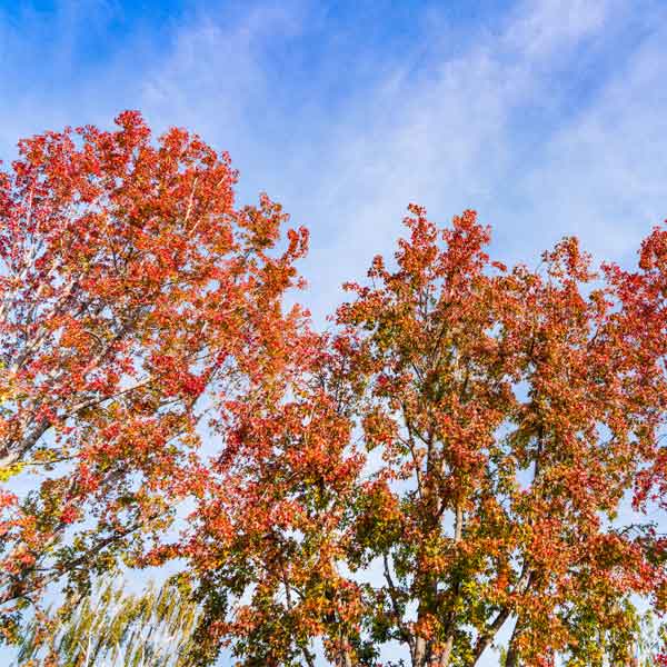 Festival Sweetgum