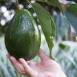 Monroe Avocado Tree