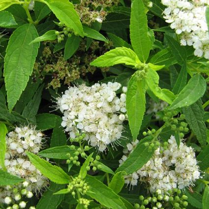 Japanese White Spirea