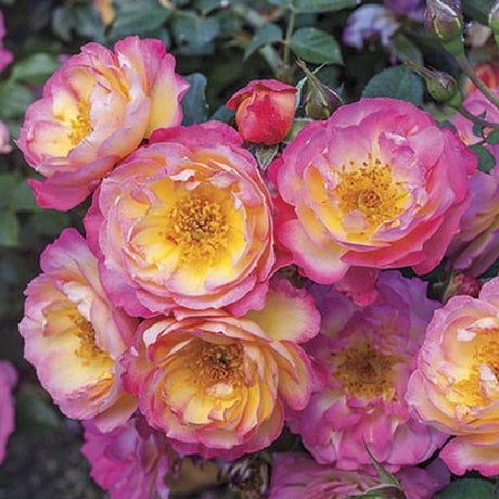 Rainbow Happy Trails&trade; Rose