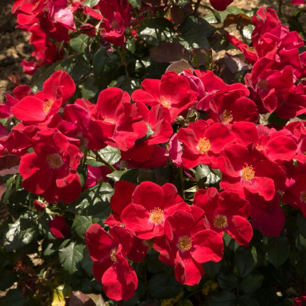 Home Run&reg; Shrub  Rose