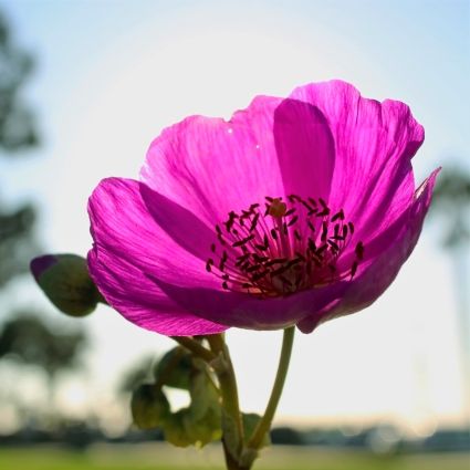 Rock Purslane