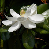 Southern Magnolia