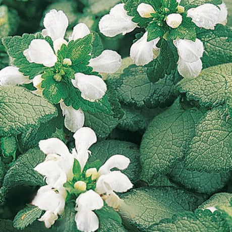 Lamium White Nancy