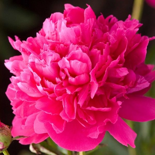 Felix Supreme Peony