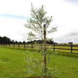 Arbosana Olive Tree