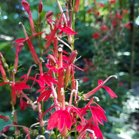 Fan Scarlet Lobelia