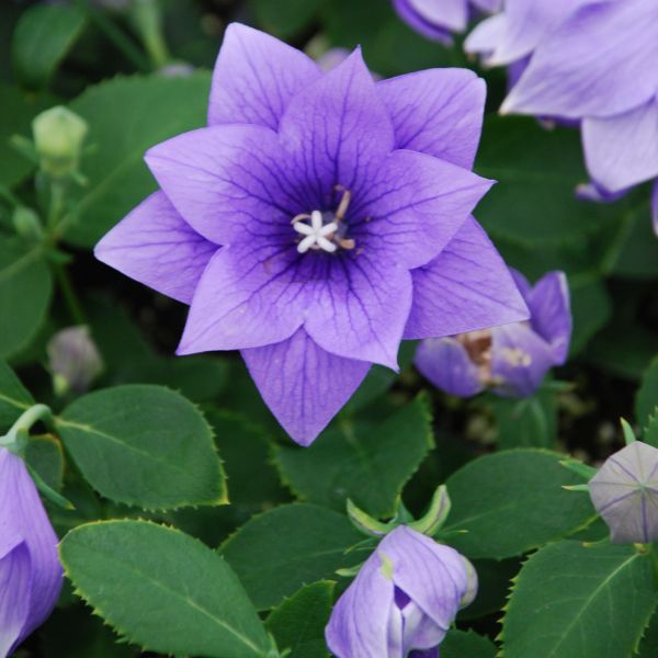 Astra Double Blue Balloon Flower