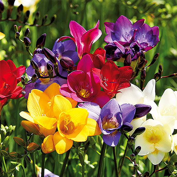 Single Mix Freesia