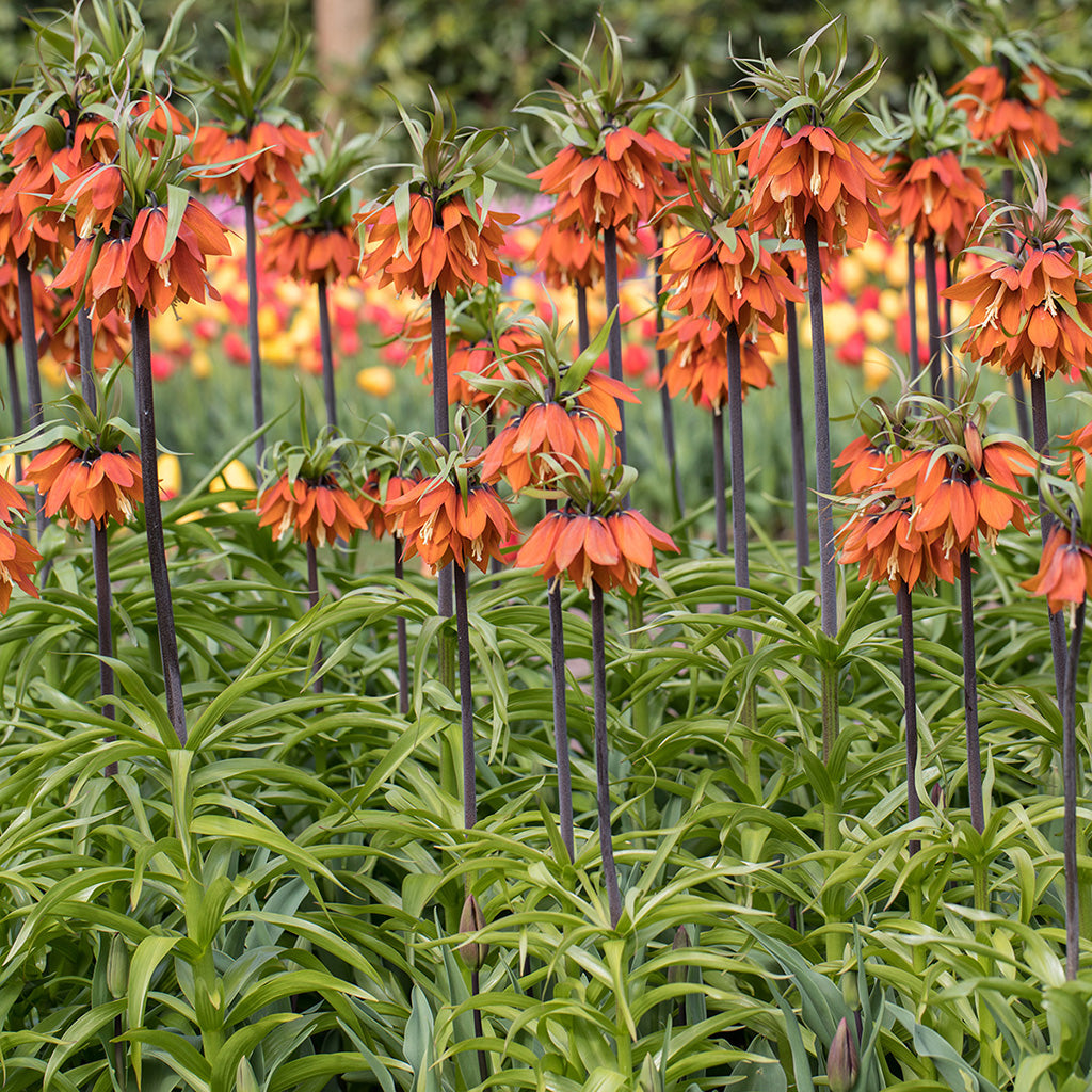 Rubra Fritillaria Blooms