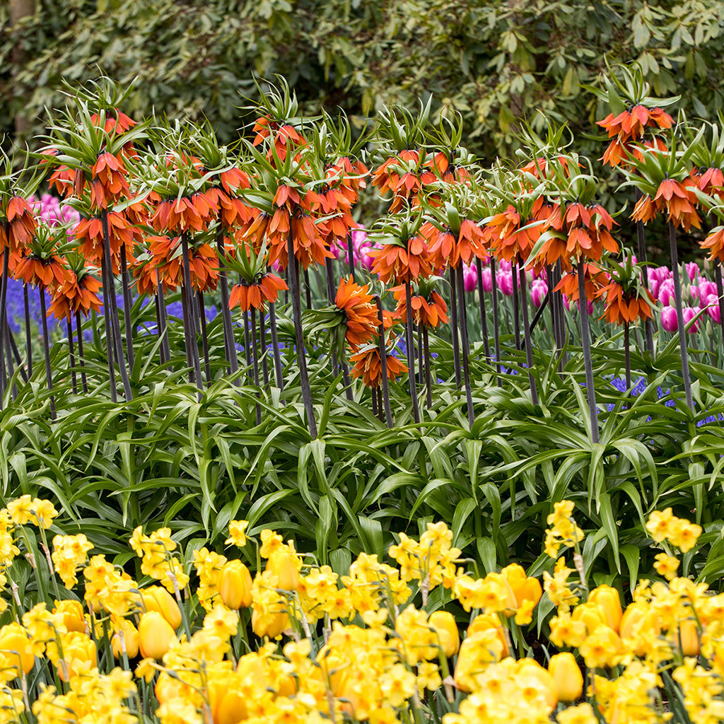 Rubra Fritillaria Blooms In Flower Bed