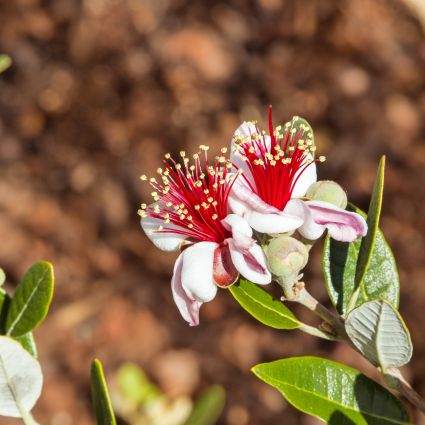 Coolidge Pineapple Guava Tree