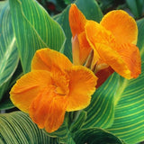 Tropicanna? Gold Canna