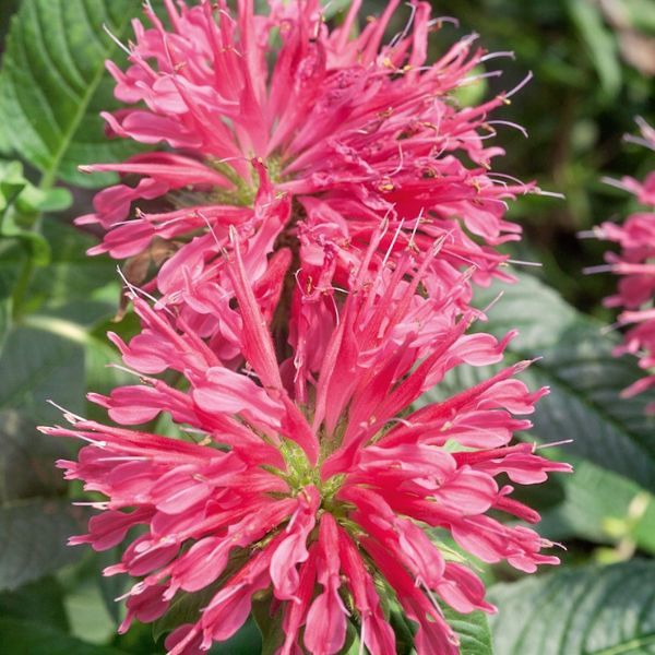 Coral Reef Bee Balm