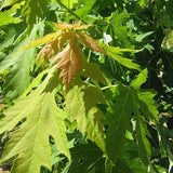 Silver Maple