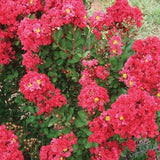 Enduring Summer&trade; Red Crape Myrtle