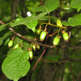 Arctic Beauty Kiwi Vine