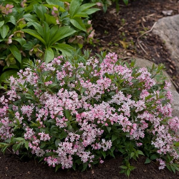 Yuki Cherry Blossom&reg; Deutzia