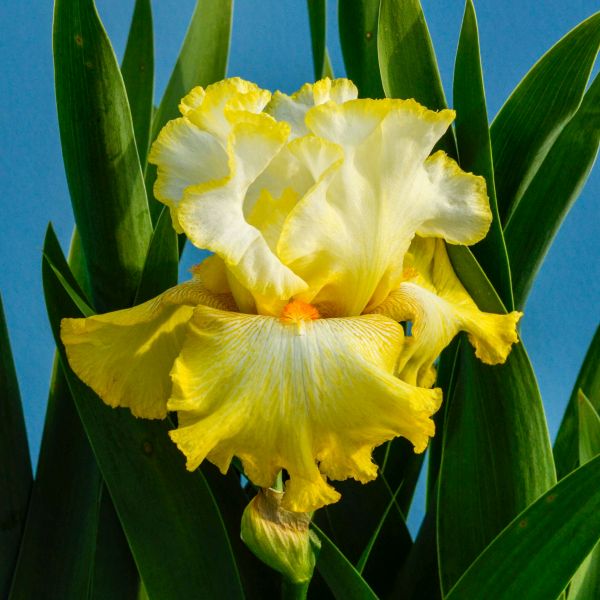 Zesting Lemons Tall Bearded Iris