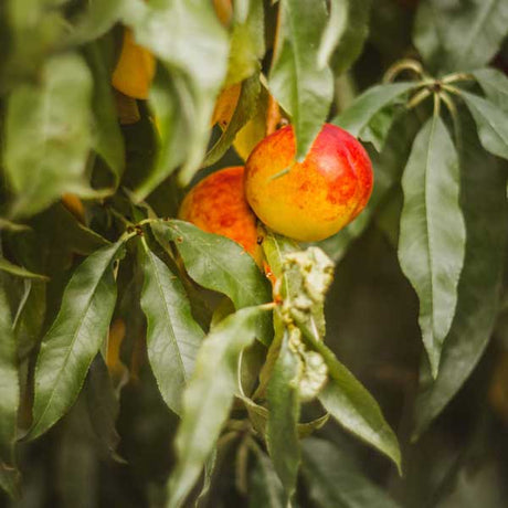 Hardired Nectarine Tree