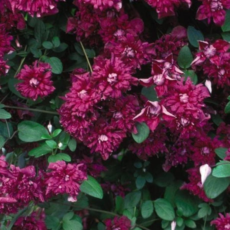 Purpurea Plena Elegans Clematis