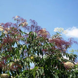 Adams Elderberry Bush