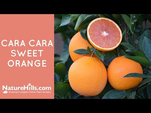 Cara Cara Sweet Orange Tree