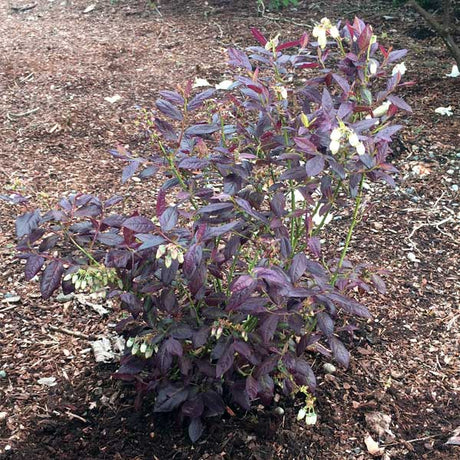 Cabernet Splash™ Blueberry Bush