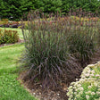 Blackhawks Big Bluestem