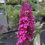 Royal Red Butterfly Bush