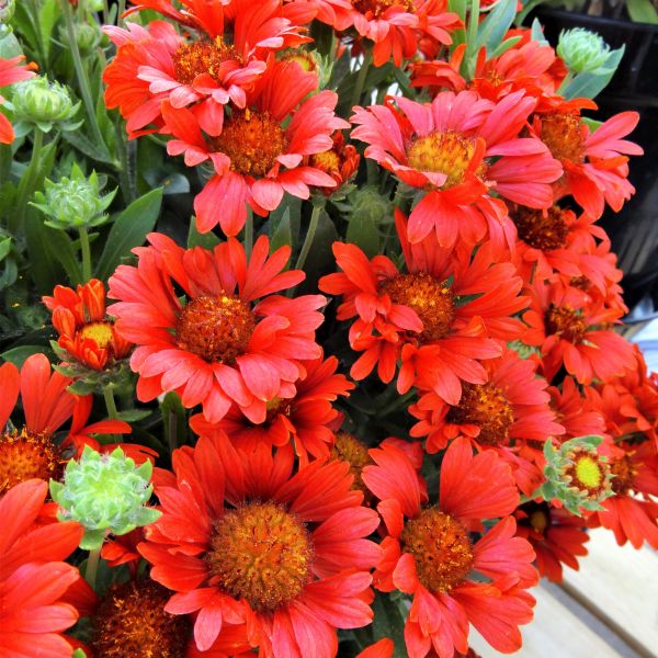 Celebration Blanket Flower