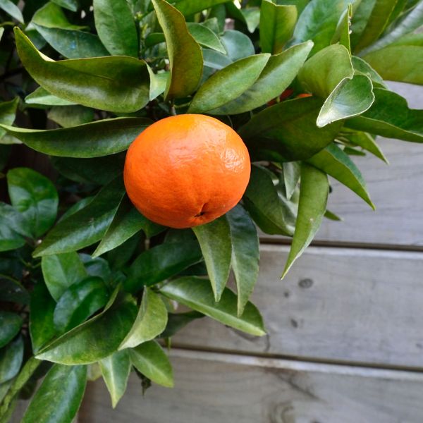 Pixie Mandarin Tree