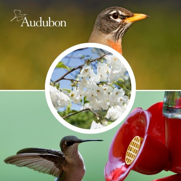 Audubon&reg; Native Carolina Silverbell