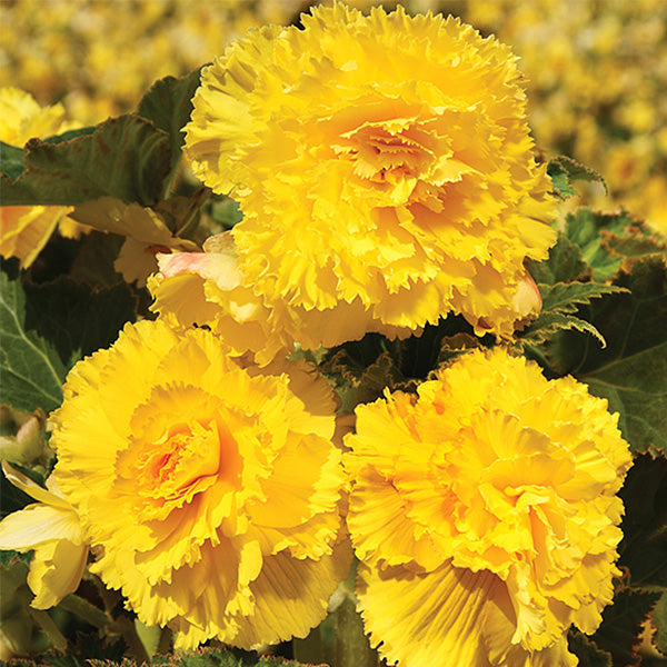 Fimbriata Yellow Begonia