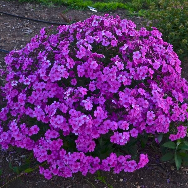 Cloudburst Tall Cushion Phlox