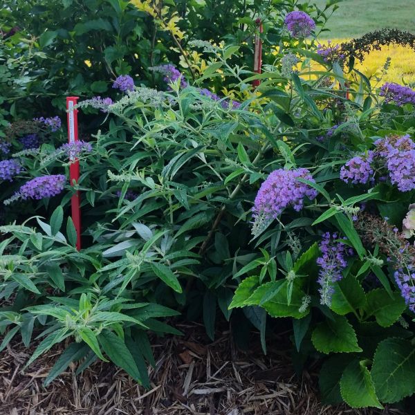 Lo & Behold&reg; Purple Haze Butterfly Bush