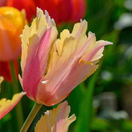 Flaming Memory Tulip