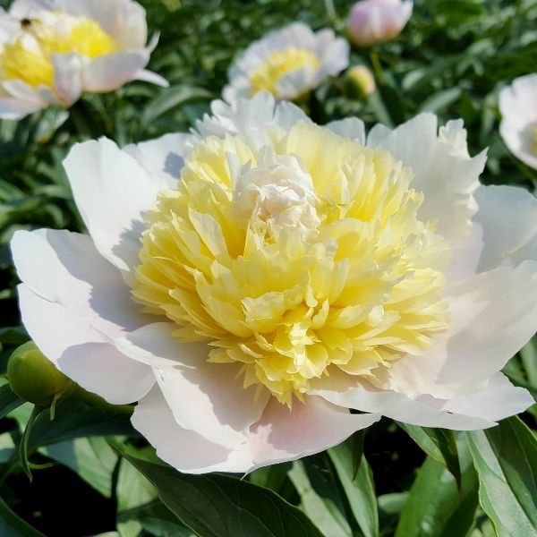 Primevere Peony