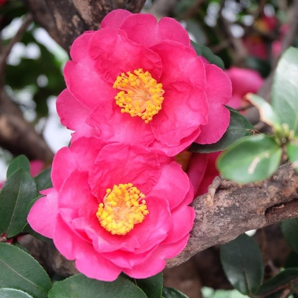 Kanjiro Camellia