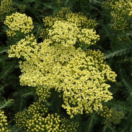 Sunny Seduction&trade; Yarrow